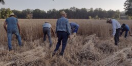 Riprese con drone e da terra della mietitura tradizionale | © Elisa Dalla Longa e Alfonsina Pagano, CNR ISPC