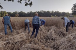 Riprese con drone e da terra della mietitura tradizionale | © Elisa Dalla Longa e Alfonsina Pagano, CNR ISPC