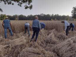 Riprese con drone e da terra della mietitura tradizionale | © Elisa Dalla Longa e Alfonsina Pagano, CNR ISPC